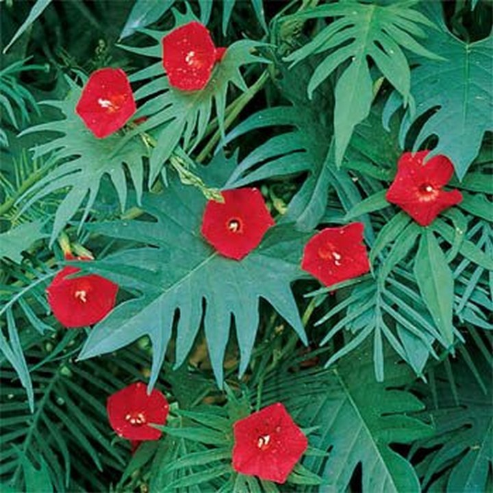Cardinal Climber 25 Seeds Cypress Vine Seeds