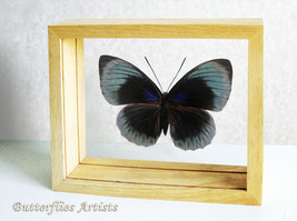 Agrias Beata Beatifica RARE Peruvian Butterfly Entomology Double Glass Display  - $119.00
