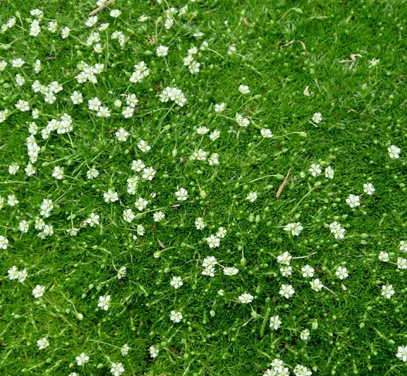 500 Seeds - Irish Moss - Ground Cover - Other Plants, Seeds & Bulbs