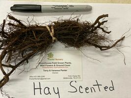 10 Hay Scented Fern clumps Dennstaedtia punctilobula image 5