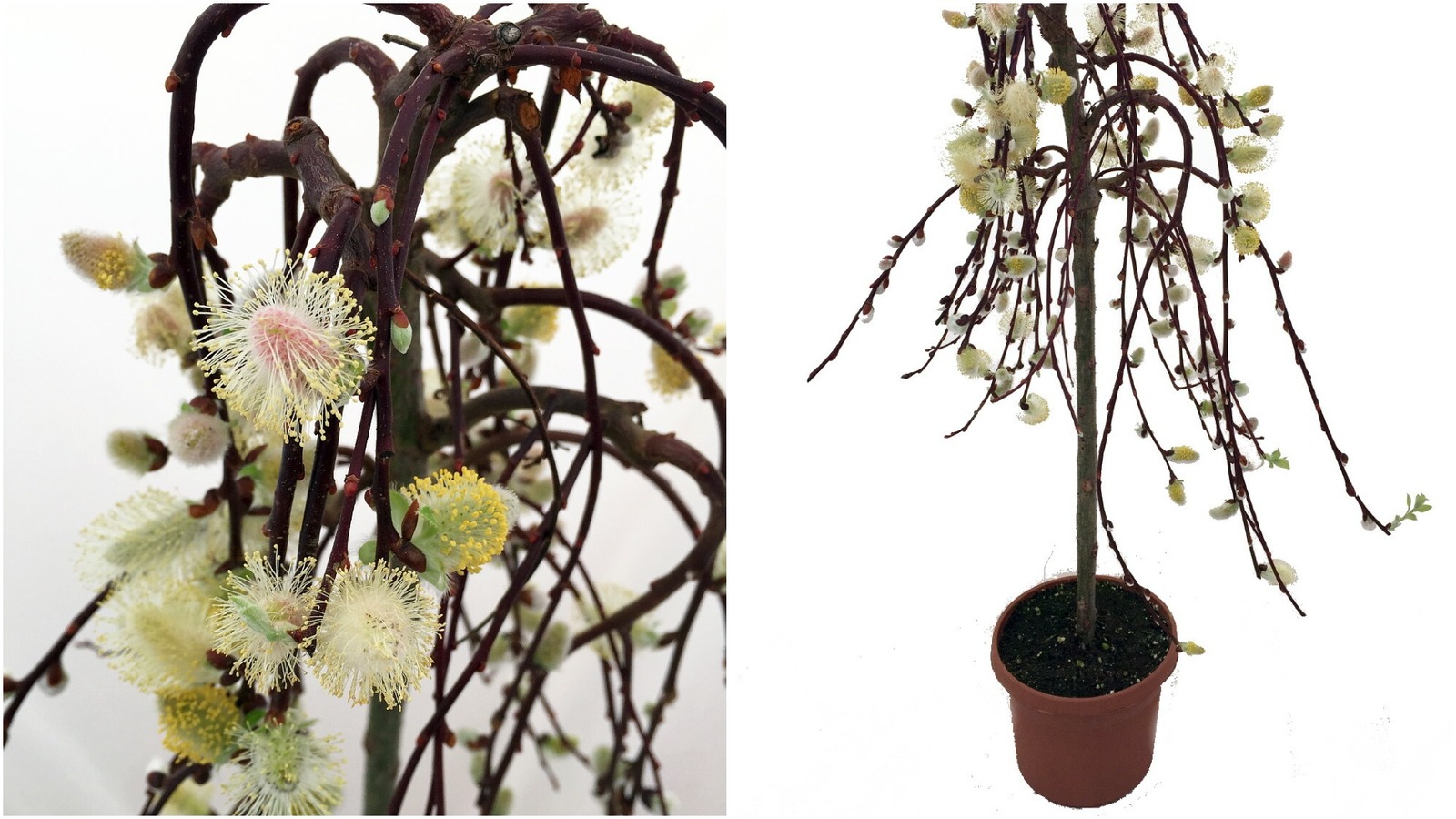 Tree of Enchantment Mini Weeping Pussy Willow Tree 6" Pot Other