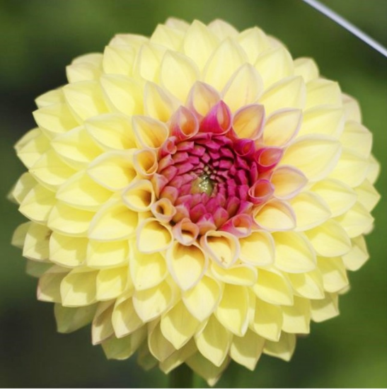 Rare Dahlia Flower Bulbs, Not Dahlia Seeds, Rare Flower For Home And