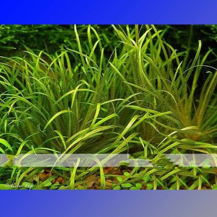 100 Seed 25 Types Aquarium Grass Water Aquatic, DIY Ornamental Grass DO ... - 17