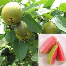 9EzTropical - Guava Ruby Supreme (Psidium guajava) - 2 to 3 Feet Tall ... - $95.01
