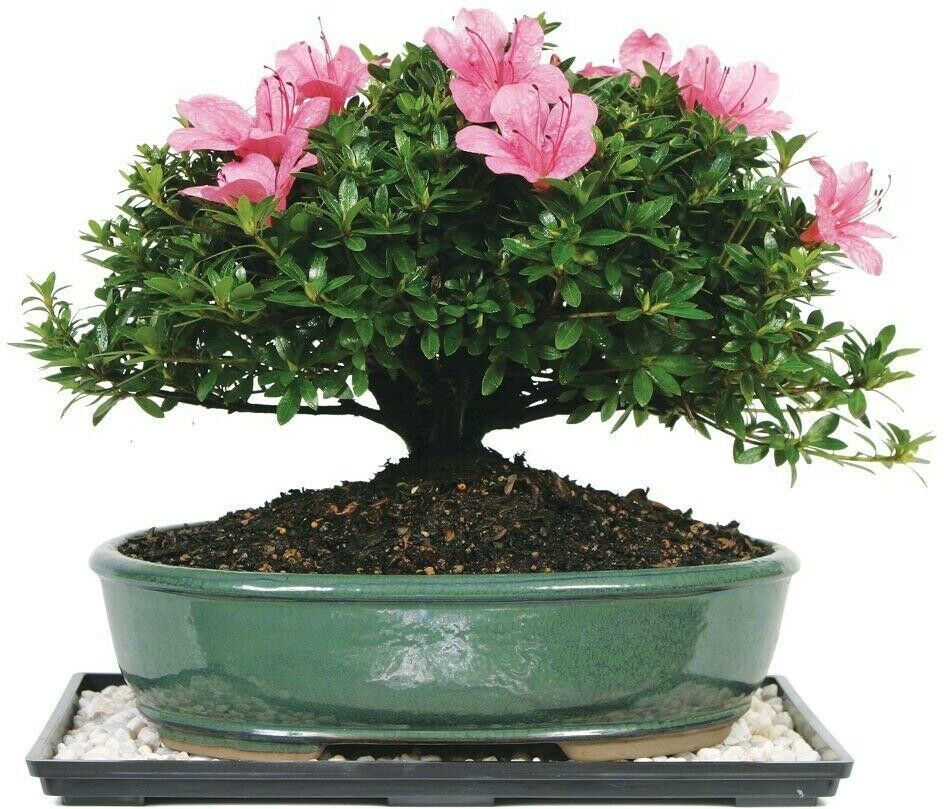 Top Low Light Indoor Bonsai Tree Tips Hobby plan