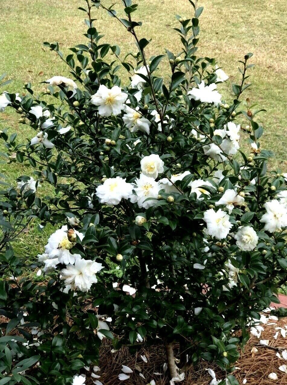 Camellia sasanqua 'White Doves' ('Mine-No-Yuki') ('Snow On The Mountain