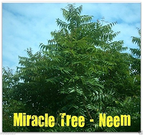 5 Seeds - Neem Plant seed (Azadirachta indica) Fast-growing-leaves, Fruits, Seed