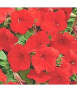 SHIPPED FROM US 4000+ FIRE CHIEF DWARF RED PETUNIA Flower Seeds, CB08 - $18.00