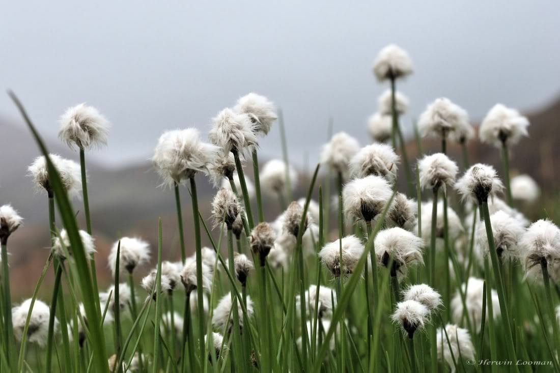 25 TAWNY COTTONGRASS Flower Seeds Eriophorum Virginicum Hare's Tail