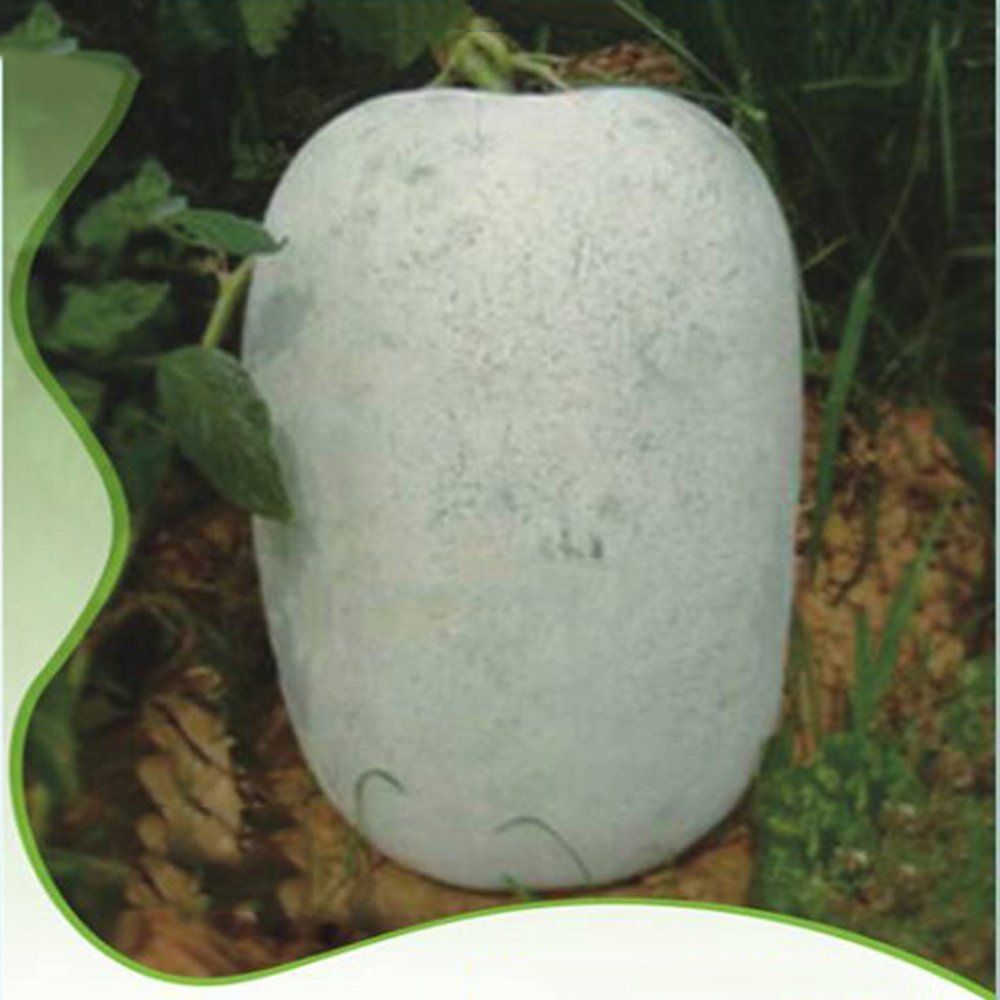 Heirloom White Wax Gourd Vegetables,12 Seeds, edible organic Chinese fatmelon Seeds
