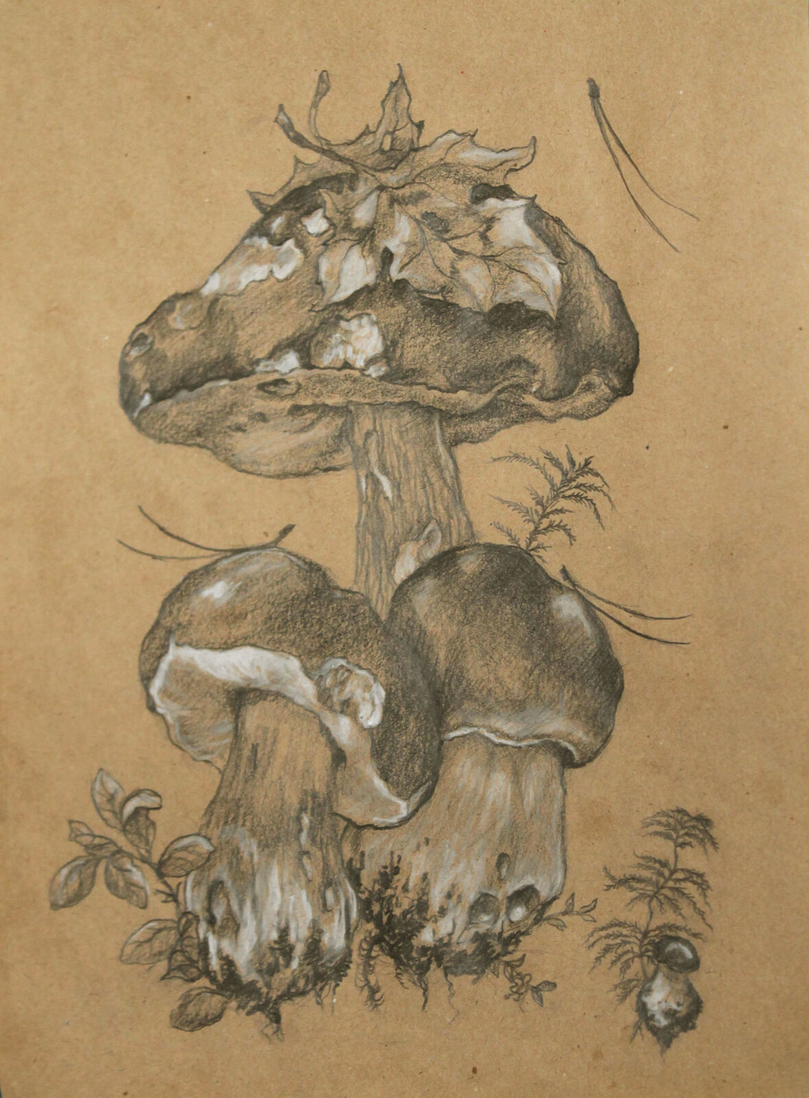 Botanical sketch of mushrooms. Pencil and pastel Original Handmade A4 ...