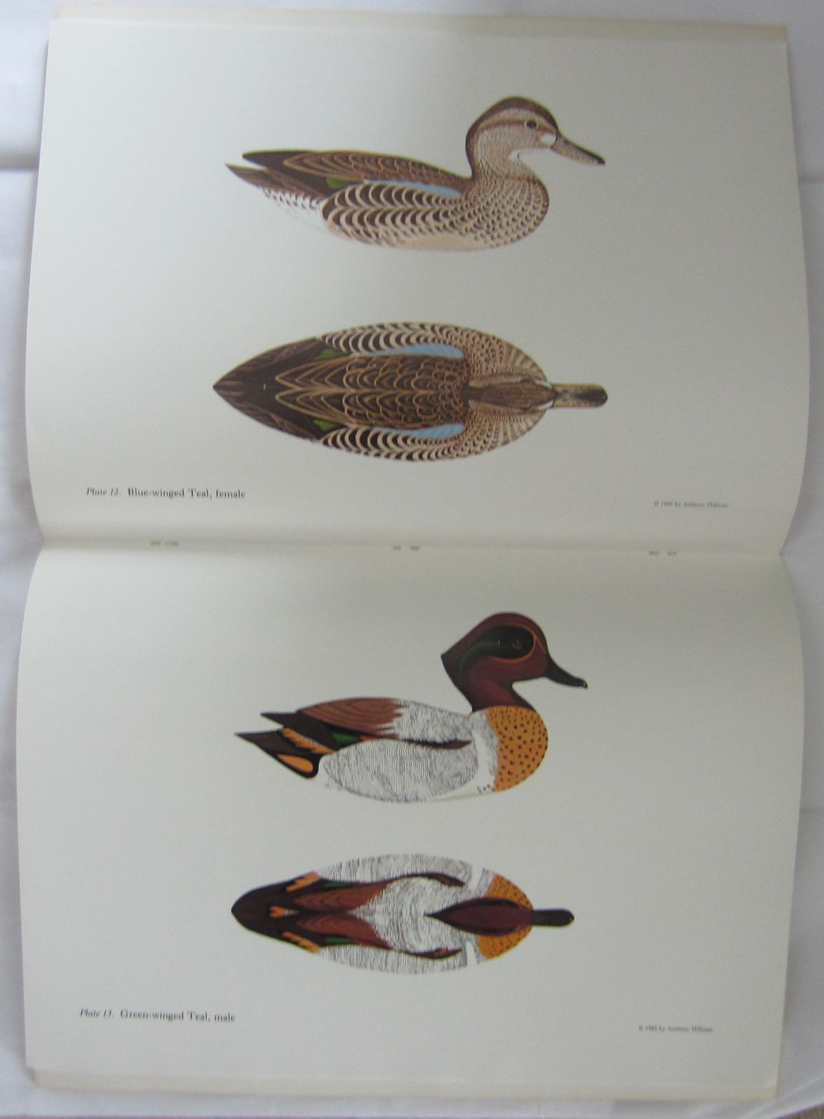 1985 Painting Duck Decoys 13 Species Anthony Hillman Book Books