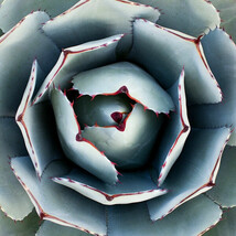 AGAVE PARRYI TRUNCATA rare succulent artichoke exotic garden aloe seed 1... - $19.99