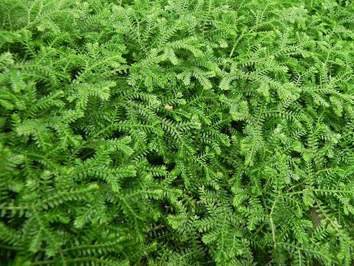 Gold Club Moss - Selaginella kraussiana - For Ground Cover - Plants ...