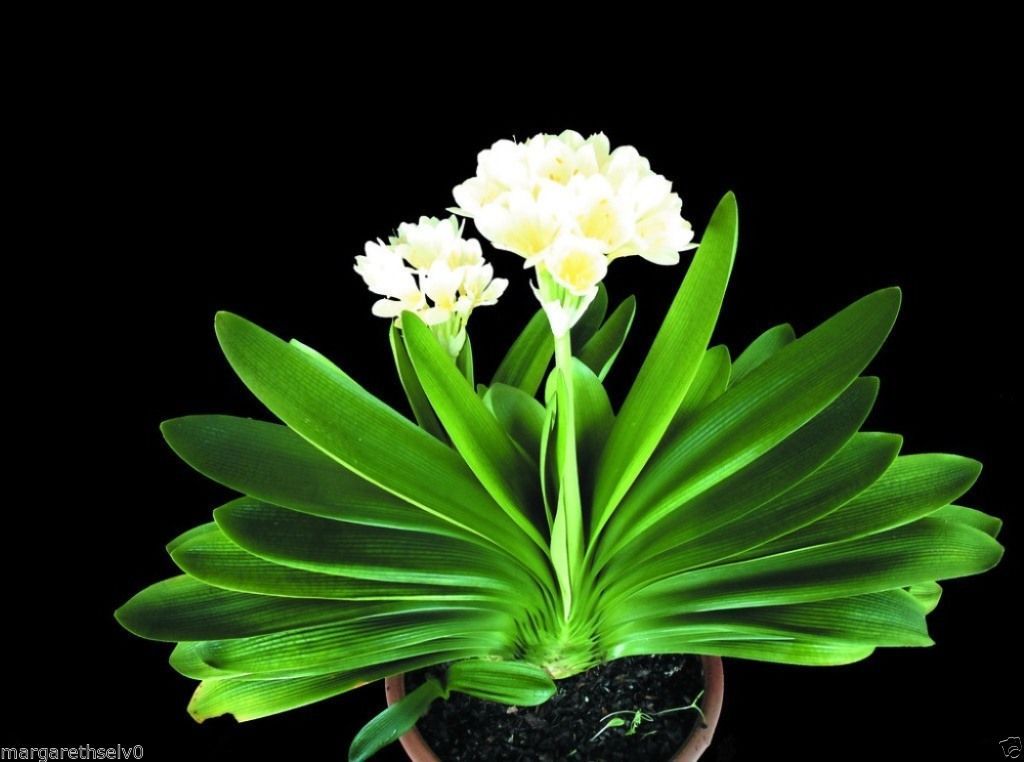 Real White Clivia Minata Flower Seed Decorative Flowers - 1 Pcs/pack
