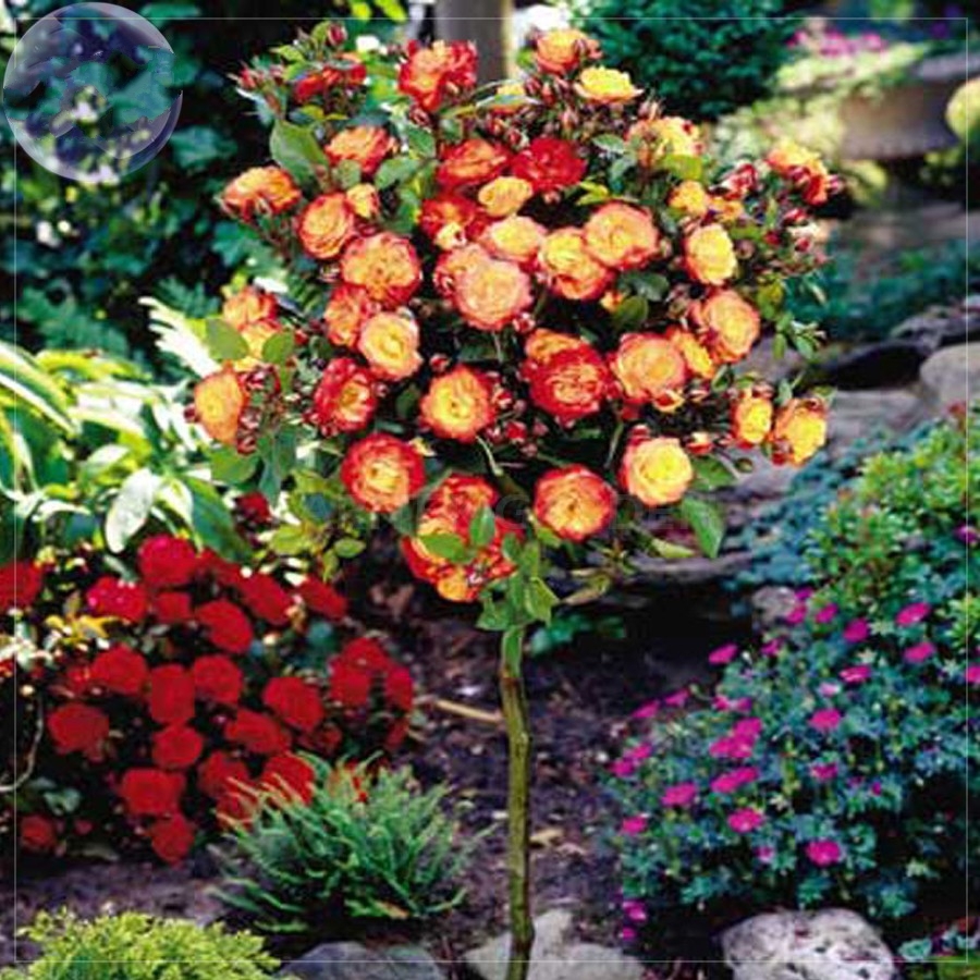 Orange Golden Double Rose Tree 50 Seeds Professional Pack compact big