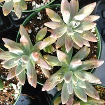 1 Live Bareroot 4 inch - Graptosedum 'Francesco Baldi' Succulent Plant #SCL - $20.99