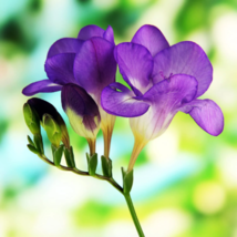 Blue Freesia Flowers - 15 Robust Bulbs - Extremely Fragrant image 2