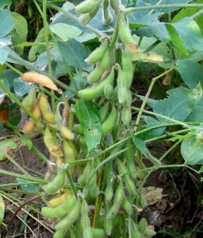 Hutcheson Soybean Seed Vegetable Forage Soybeans Certified Seeds (4oz 8oz) Vegetable Seeds