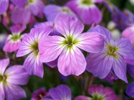 1000 Evening Scented Stock Flower Seeds  - $2.19