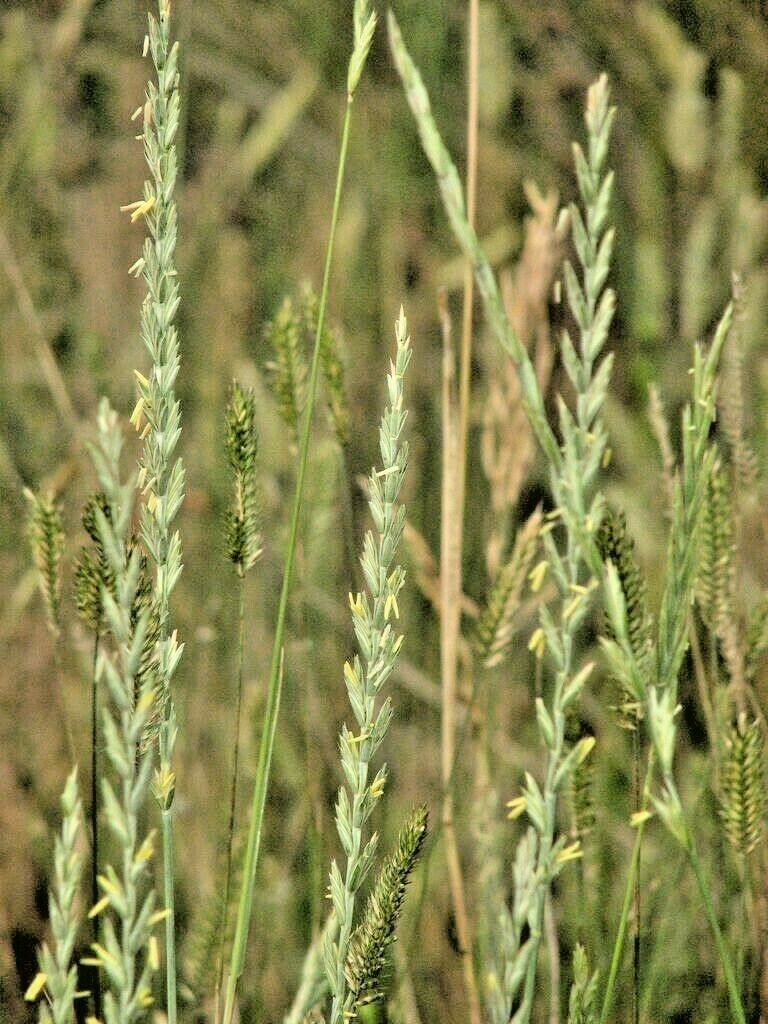 500+WESTERN WHEATGRASS Seeds American Native Prairie Grass Clumping ...