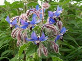 150 BLUE STAR BORAGE  Edible Flowers Herb Flower Seeds Borago Officinalis - $2.19