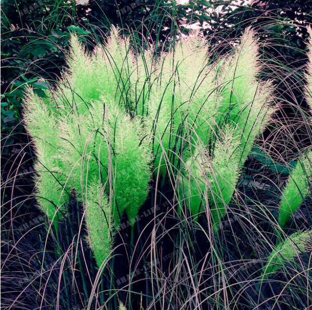 500 SEED Rare GREEN Pampas Grass,Pampas Seed,Pampas Grass Plant