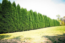 Leyland Cypress tree gallon pot image 4