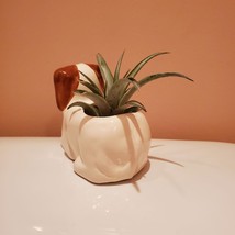 Dog with Air Plant, Airplant in Puppy Plant Pot, Air Plant Animal Planter image 5