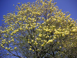 Yellow Bird Magnolia 2.5" pot image 3