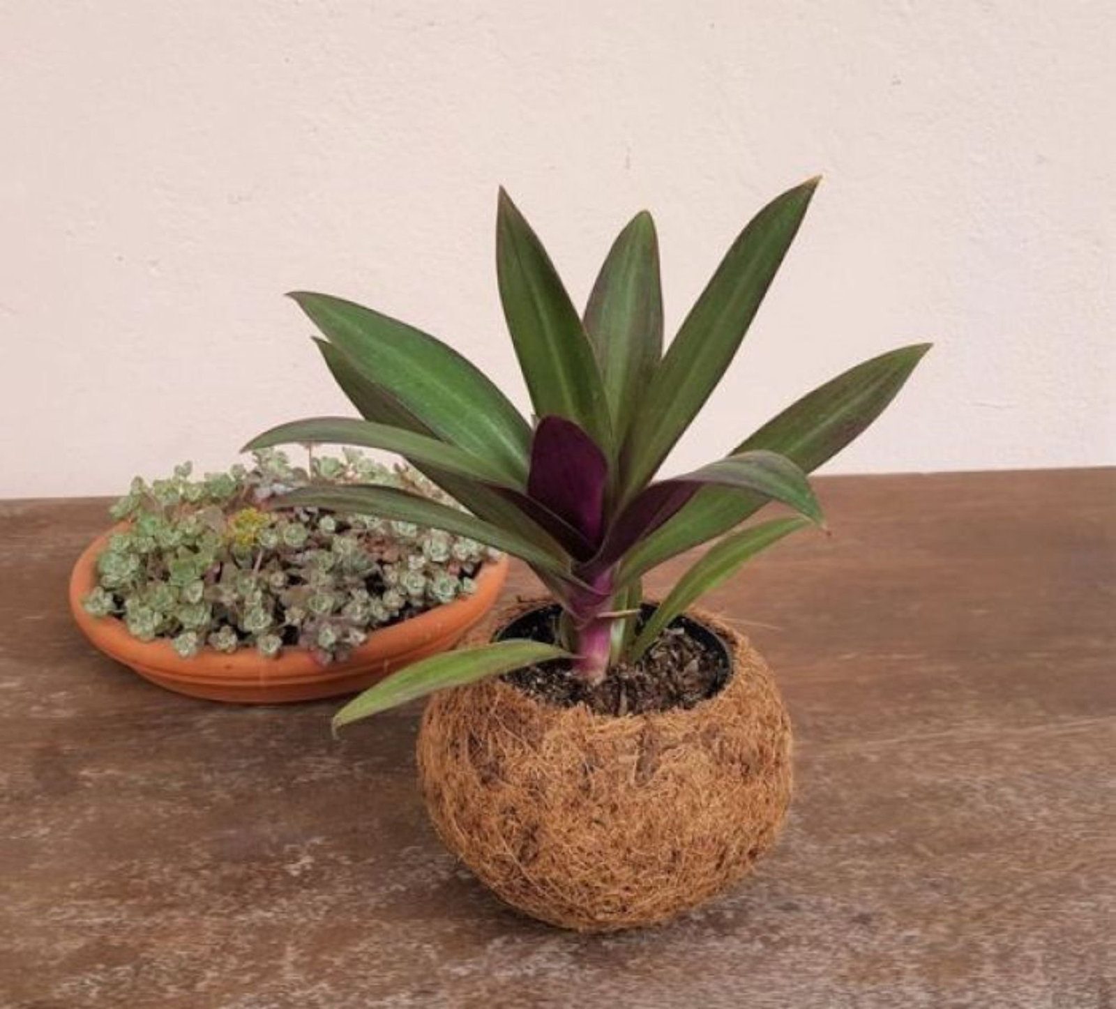 Coconut Shell VASE Planter Pots Hand made coconut Vase , Flower