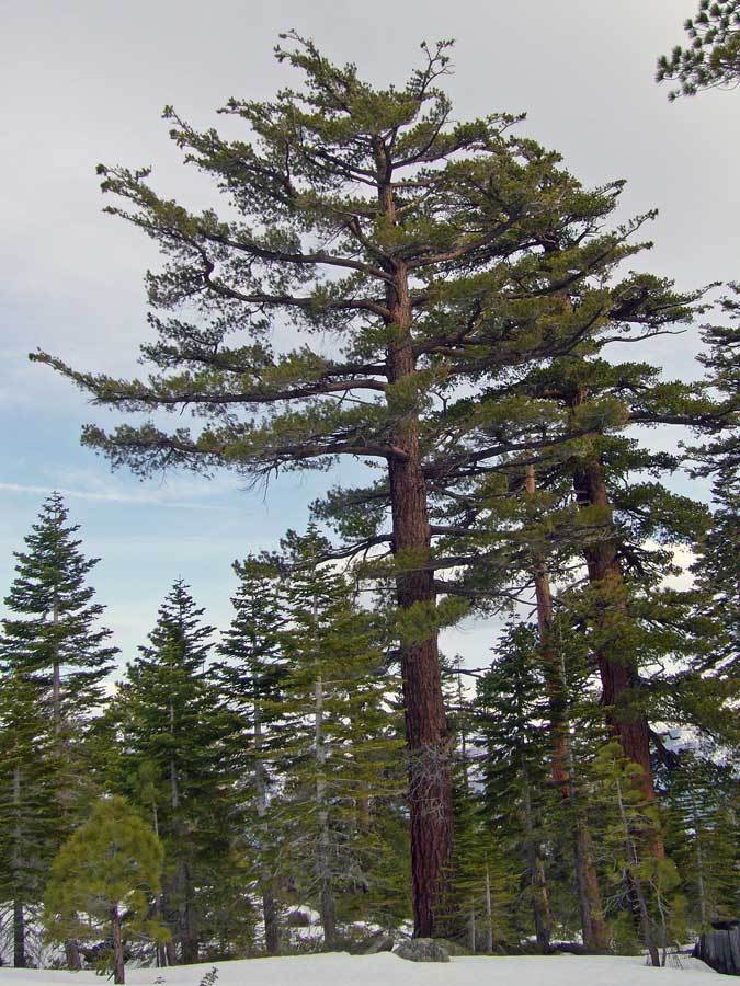 Sugar Pine, (King of Pines) Pinus lambertiana Tree Seeds (Fragrant