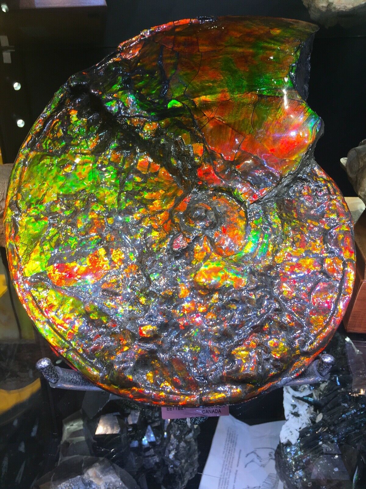 opalized dinosaur skull