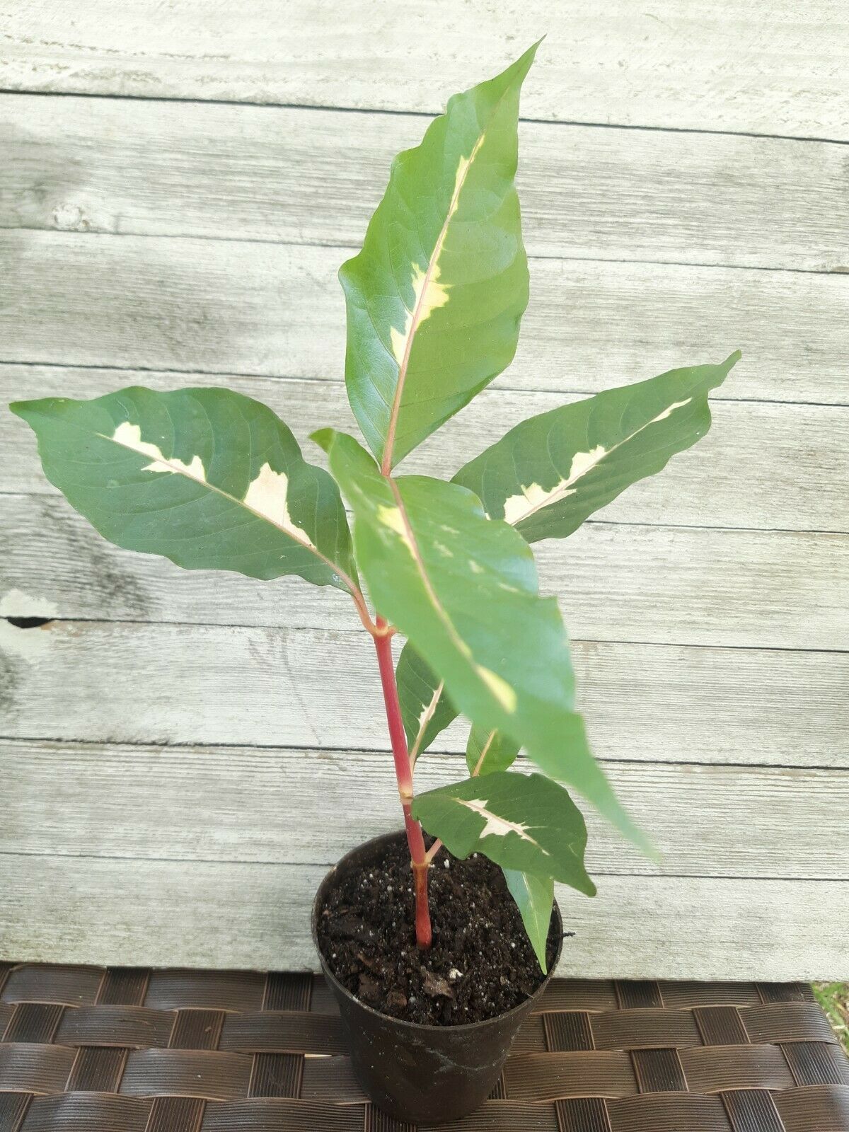 Tropical Chocolate Caricature Plant Jamaican Croton Foliage