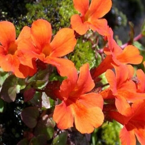 Mimulus Monkey flower Orange 100 Seeds Seeds