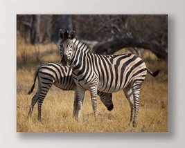 Zebra Print Color Photo Print Close Up 35" Long Stretched Canvas Africa Wildlife