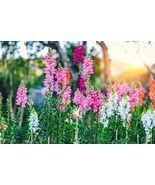 250 Seeds Snapdragon for Planting Exotic Garden Flowers - $19.49
