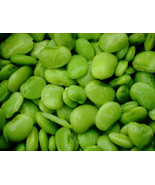 Lima Bean Seed: Eastland Baby Lima Bean Seeds Fresh 50Seed - $14.88
