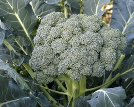 Broccoli Seeds - Waltham 29 -  Vegetable Seeds - Outdoor Living - Gardening - $31.99