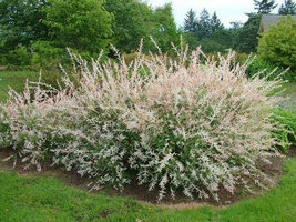 Japanese Dappled Nishiki Willow 1 qt. pot shrub/tree image 5