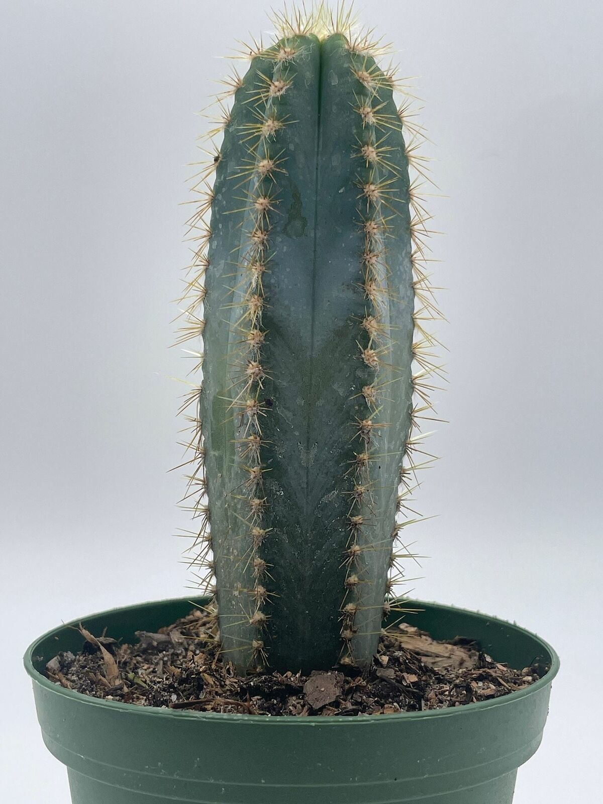 Blue Columnar Cactus, Pilosocereus pachycladus Cacti, Column cactus