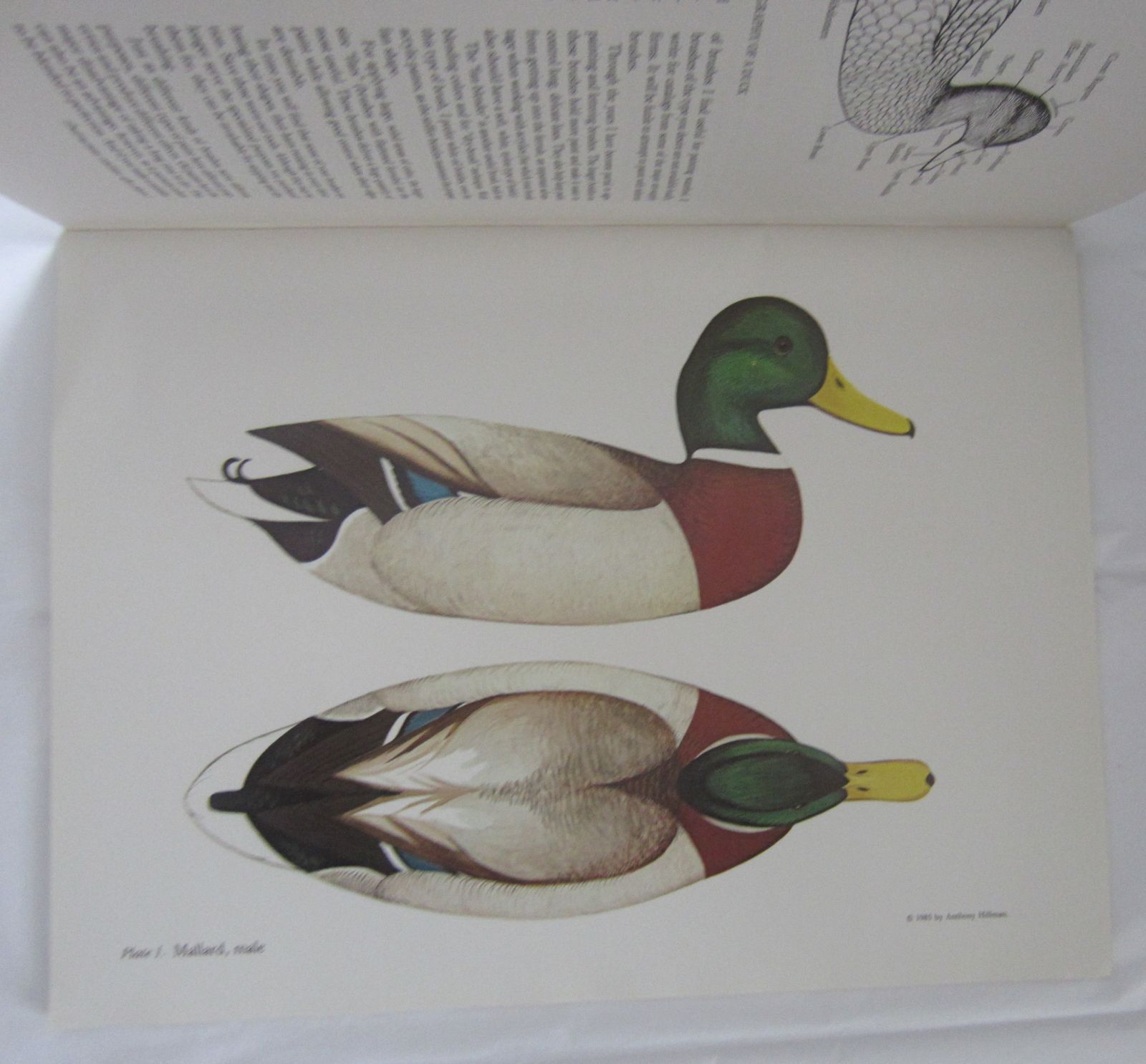1985 Painting Duck Decoys 13 Species Anthony Hillman Book Books