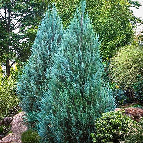 Blue Point Juniper - 3 Live Trees - Juniperus Chinensis - Evergreen ...