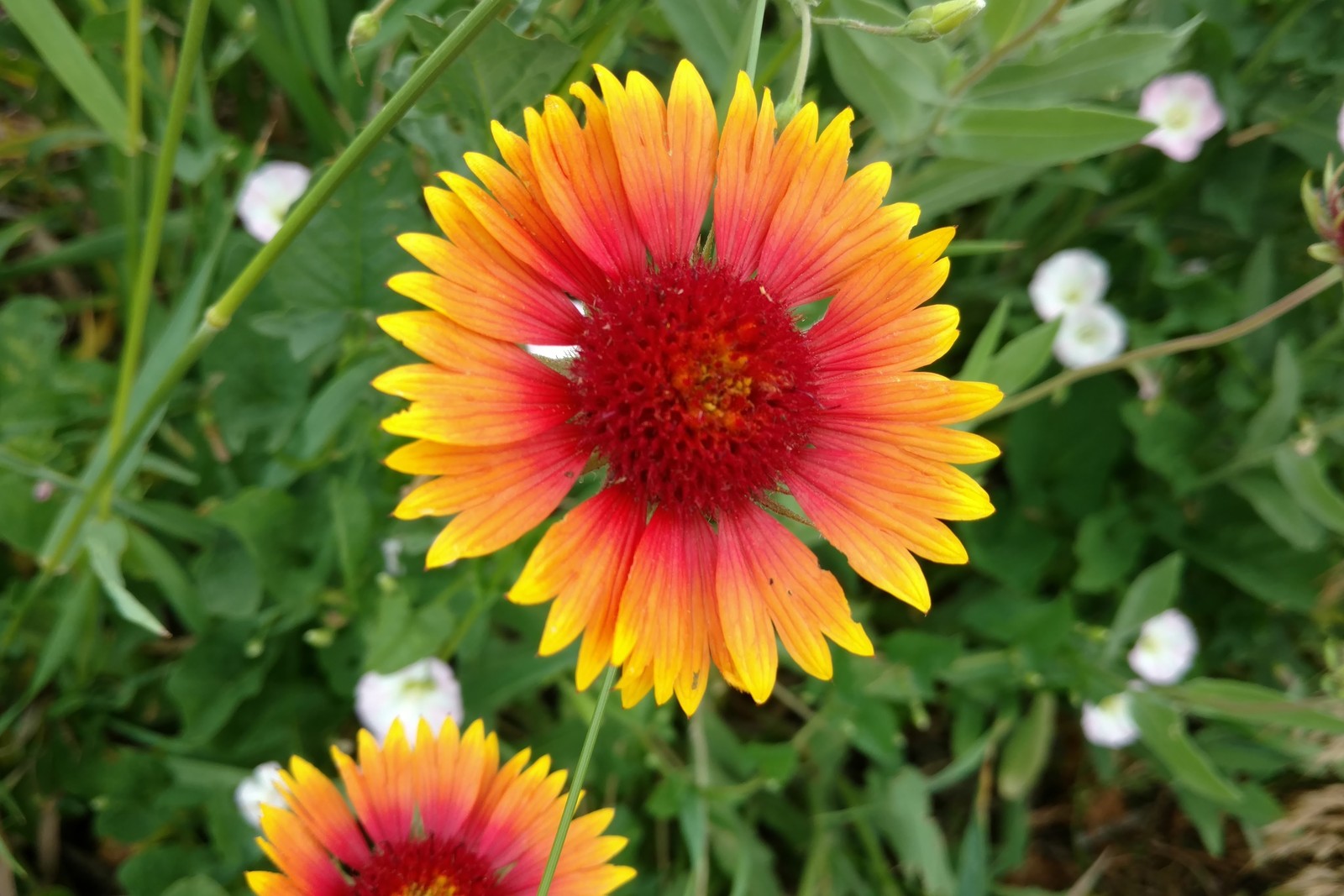 50 Seeds Gaillardia Aristata Dazzler Blanket Flower Seeds Perennial