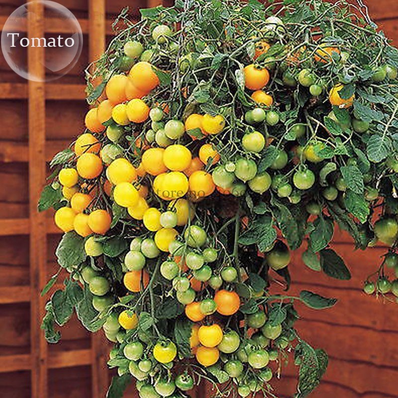 100Seed Heirloom Tumbling Tom Yellow Cherry Tomato edible hanging plant E3740 DG Vegetable Seeds