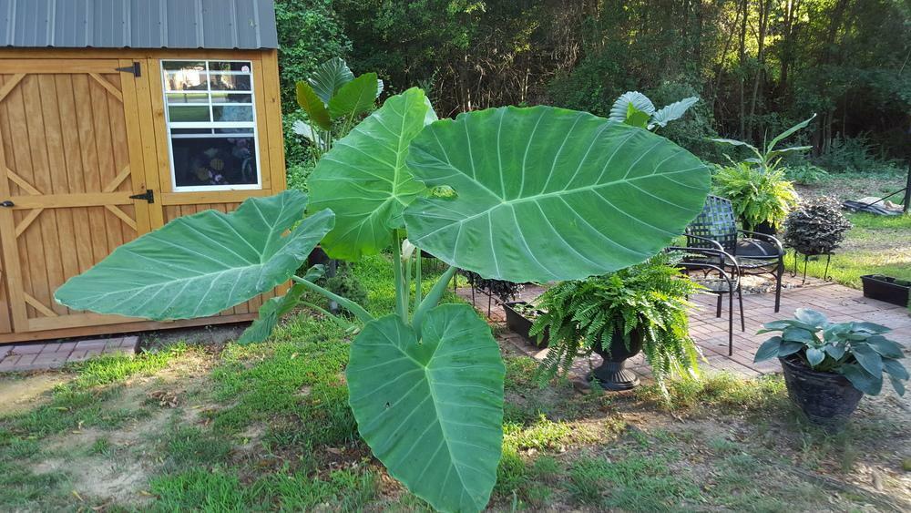 9 LIVE Colocasia Esculenta FAST GROWING Elephant Ear Taro Gabi Kalo