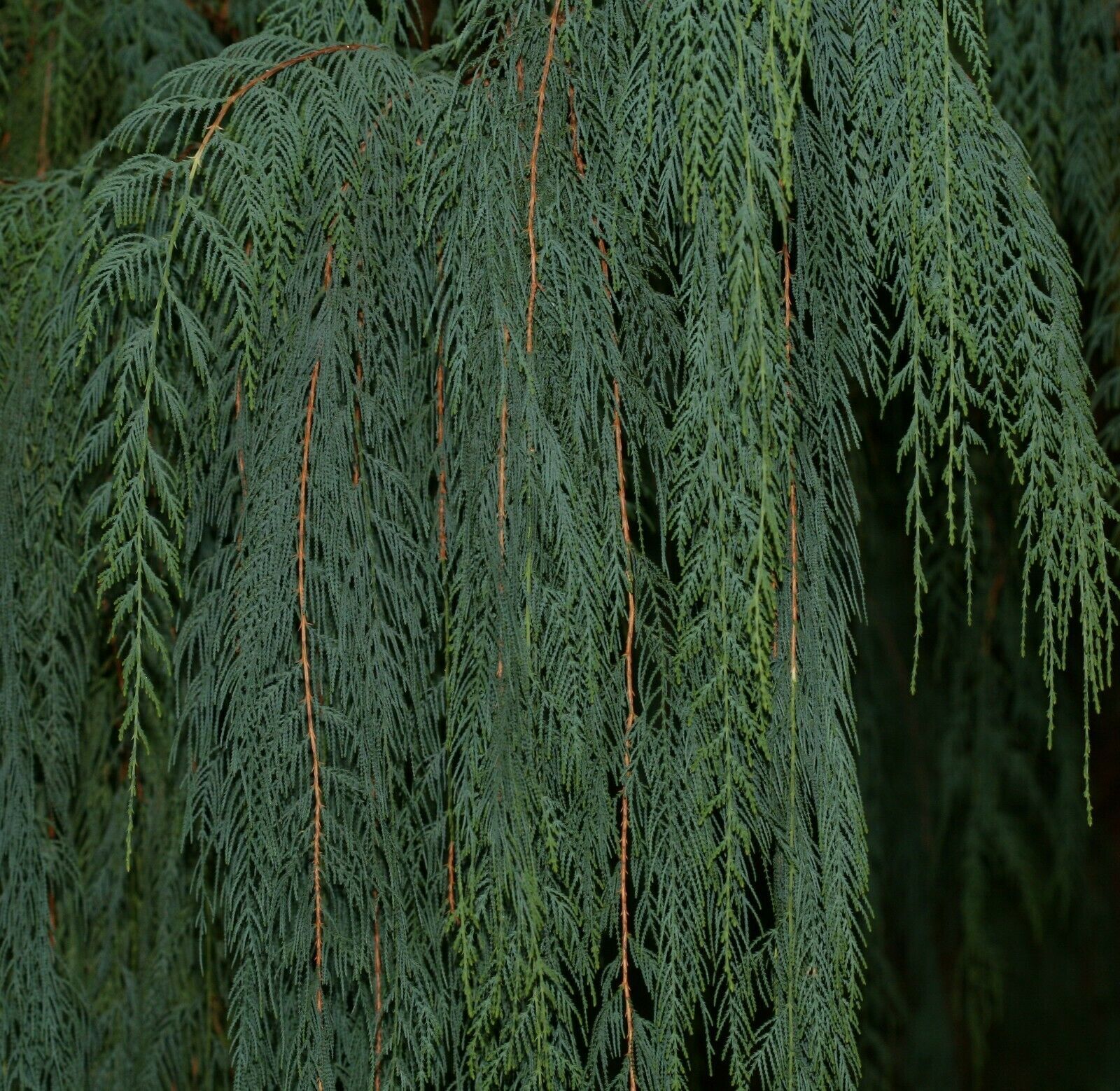 Cupressus cashmeriana