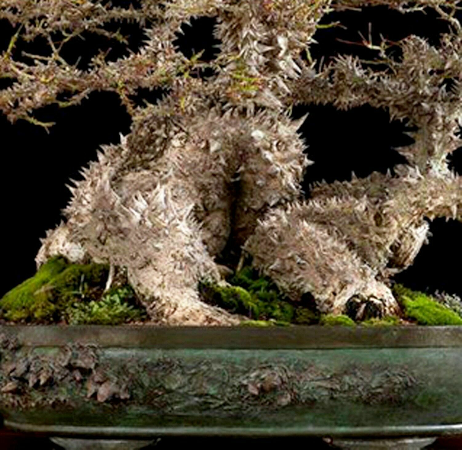 Ceiba Speciosa bonsai Seeds - special and exotic tree - 10 seeds ...