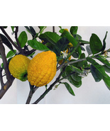 The Citron - Citrus medica x 10 seeds - $5.49