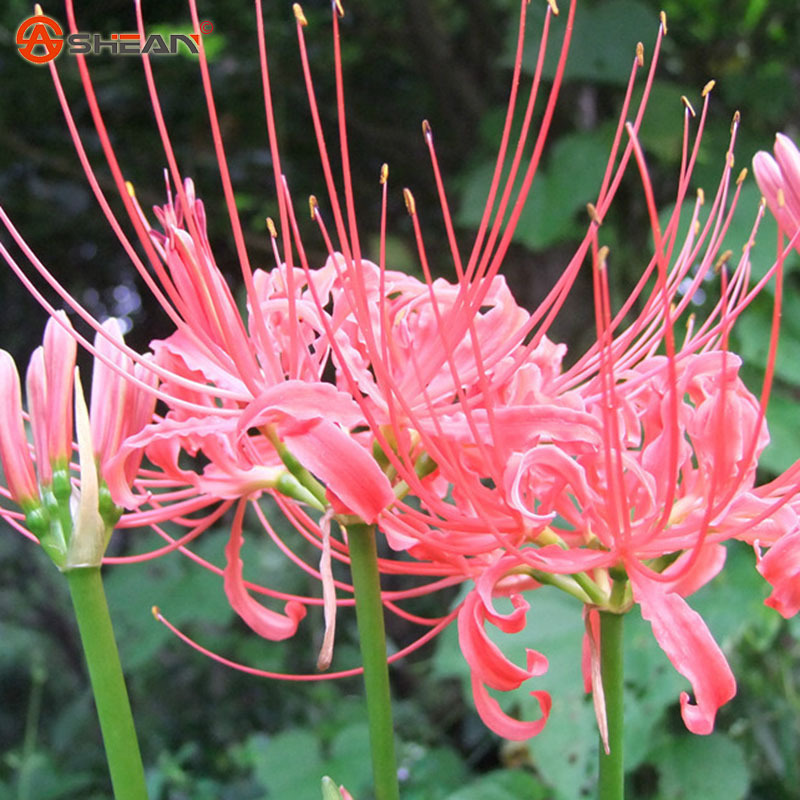 5 Pink Lycoris Radiata Flower Bulbs, Corm - Roses